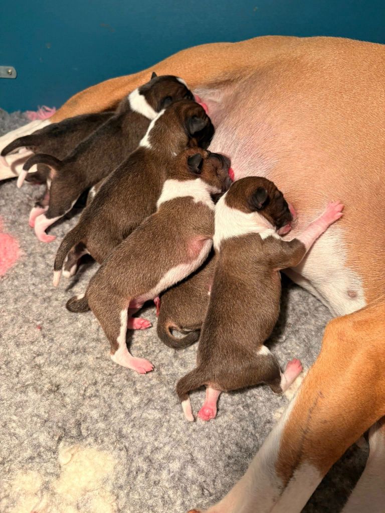 17-11-25 Les bébés sont nés !