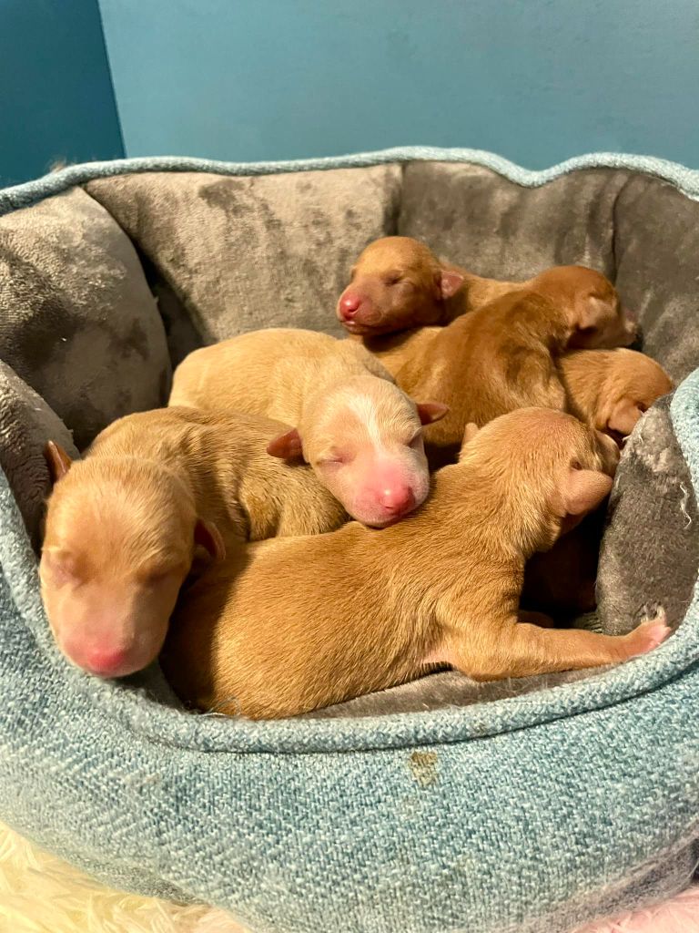 Réservation chiots LOF 2025