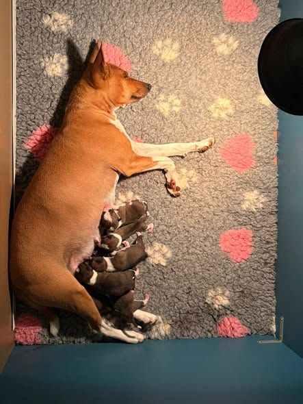 Chiots naissance 2025