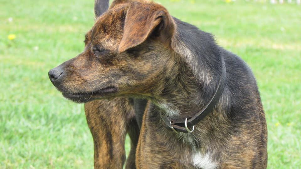 Nos autres animaux