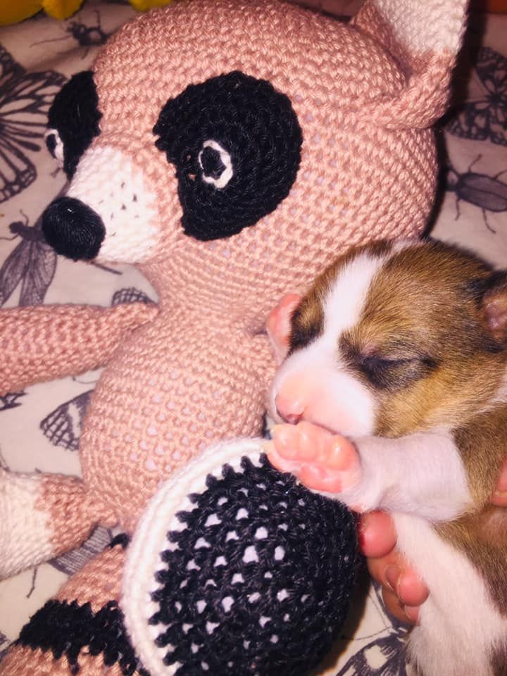 Chiots Dec2020