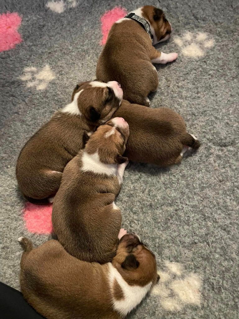 Chiots Nemesis & Ruchbah 2022