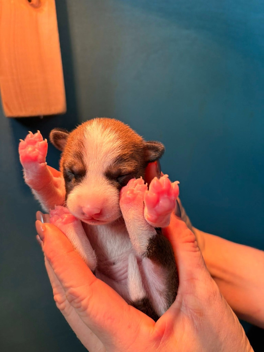 Du Domaine D’Emavina - Chiots disponibles - Basenji