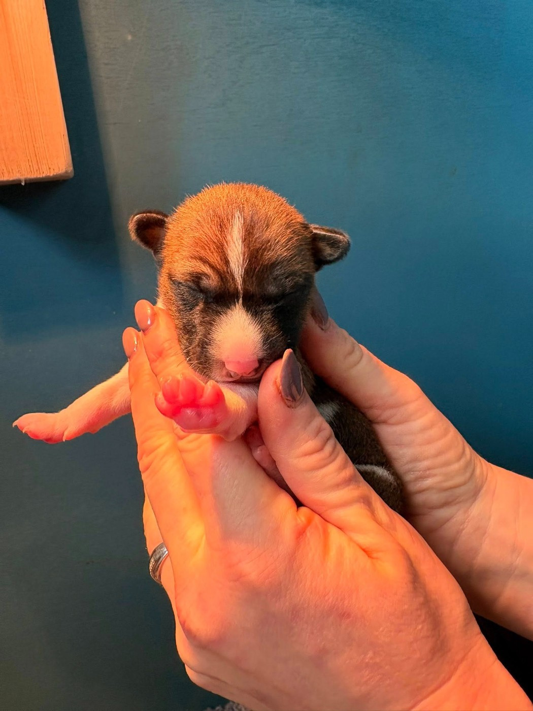 Du Domaine D’Emavina - Chiots disponibles - Basenji