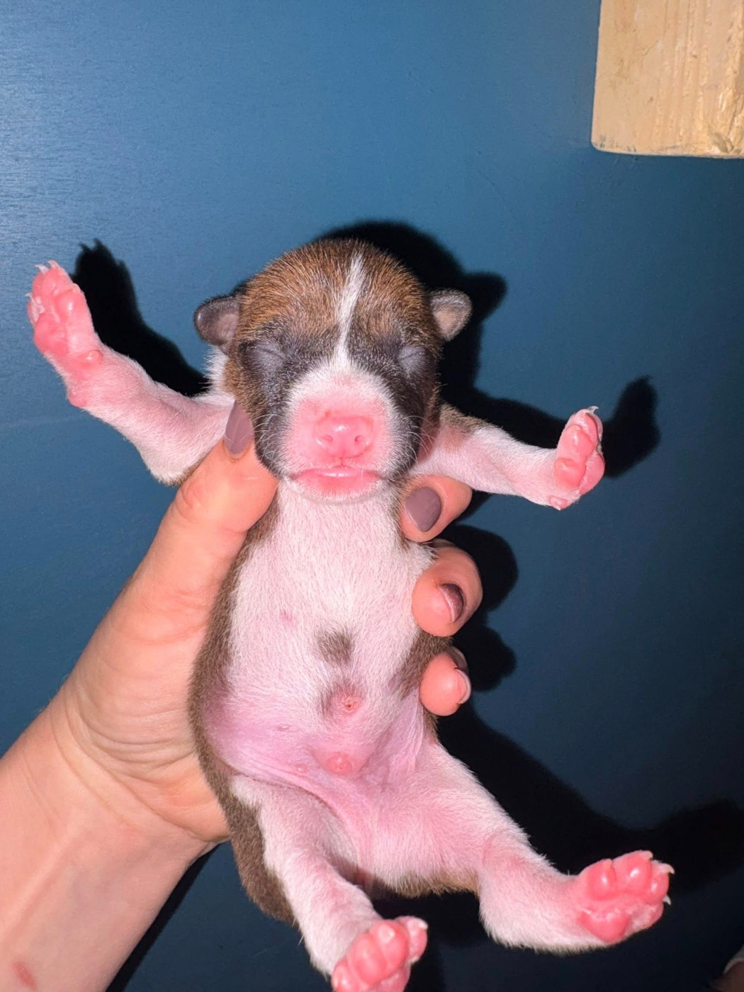 Du Domaine D’Emavina - Chiots disponibles - Basenji