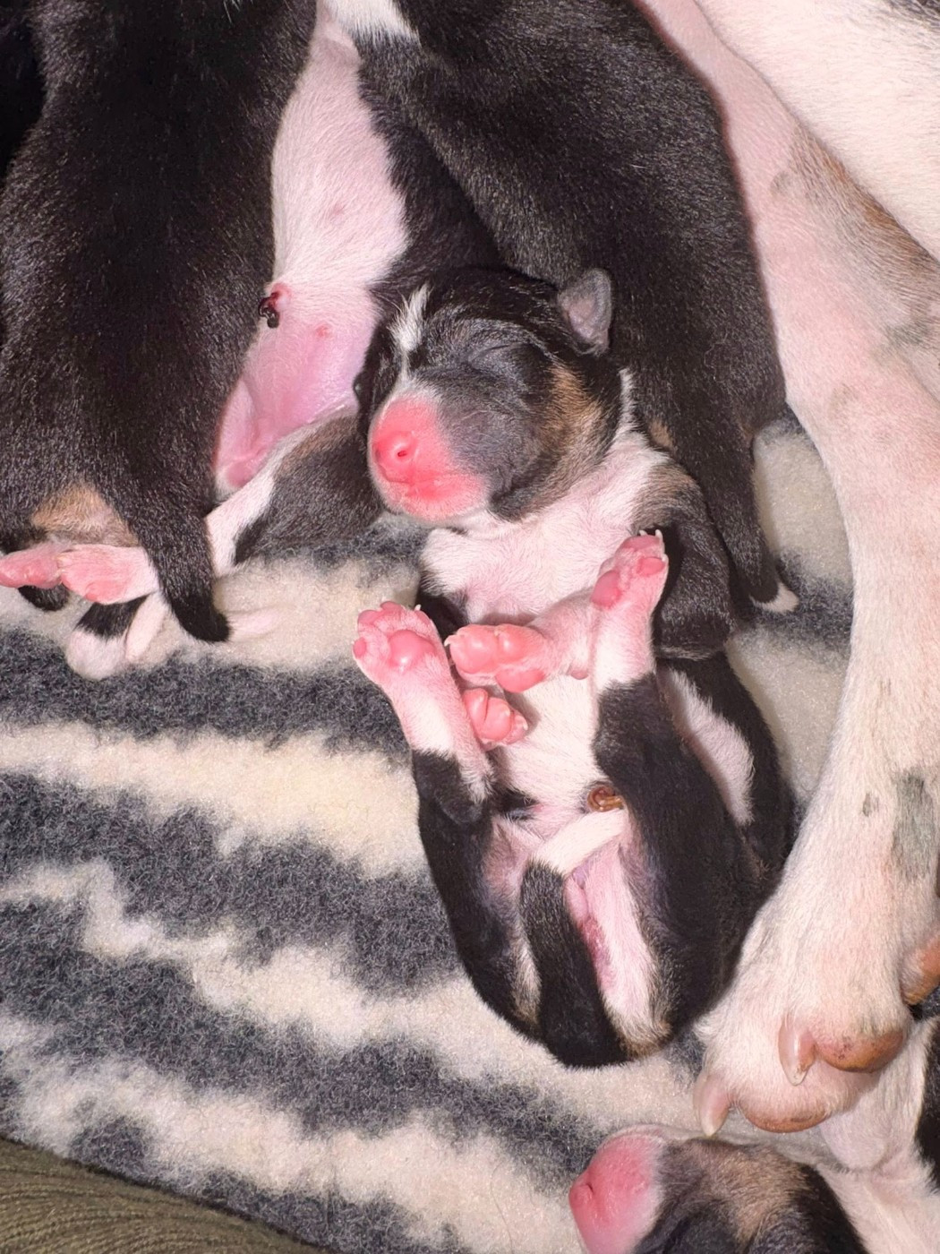 Du Domaine D’Emavina - Chiots disponibles - Basenji