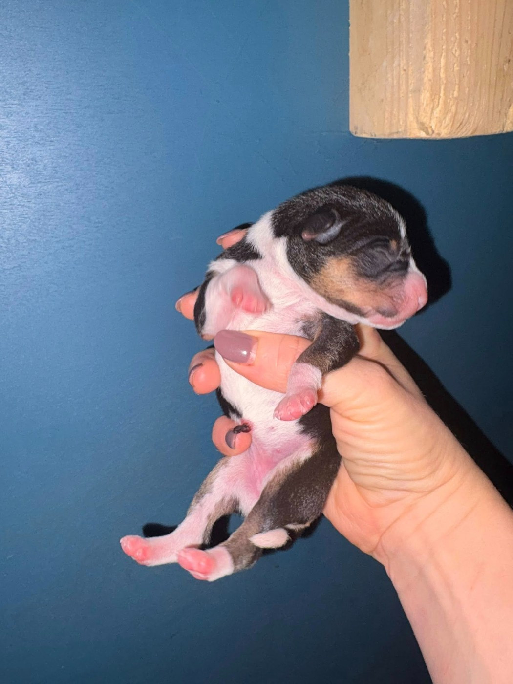 Du Domaine D’Emavina - Chiots disponibles - Basenji