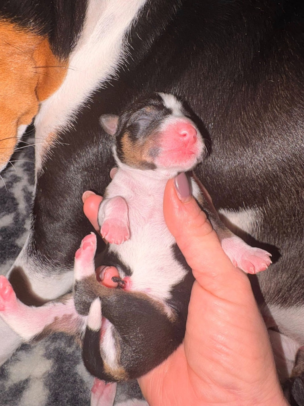 Du Domaine D’Emavina - Chiots disponibles - Basenji