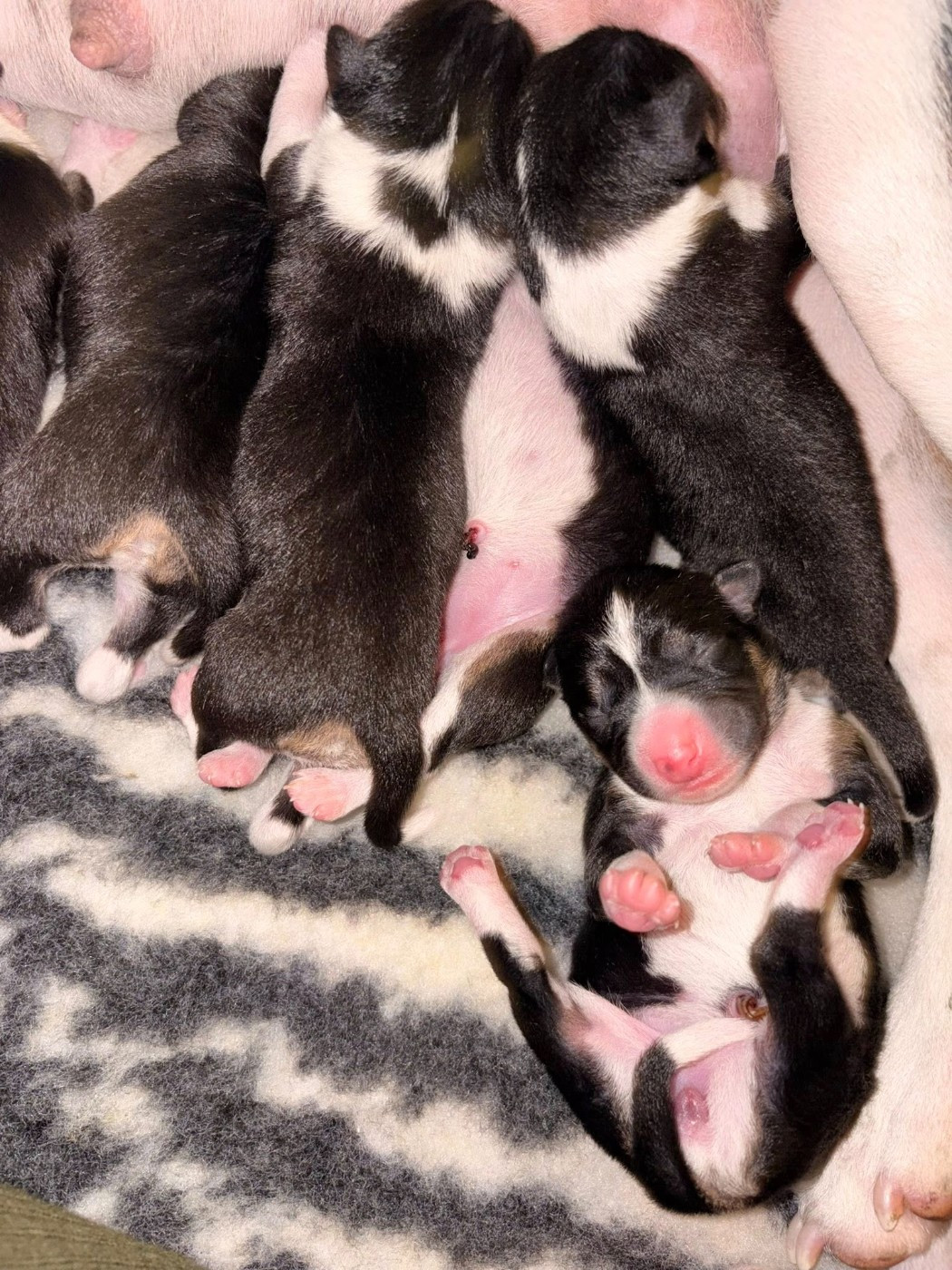 Du Domaine D’Emavina - Chiots disponibles - Basenji