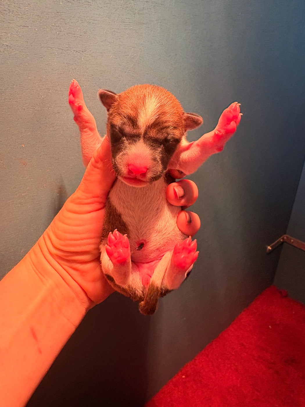 Du Domaine D’Emavina - Chiots disponibles - Basenji