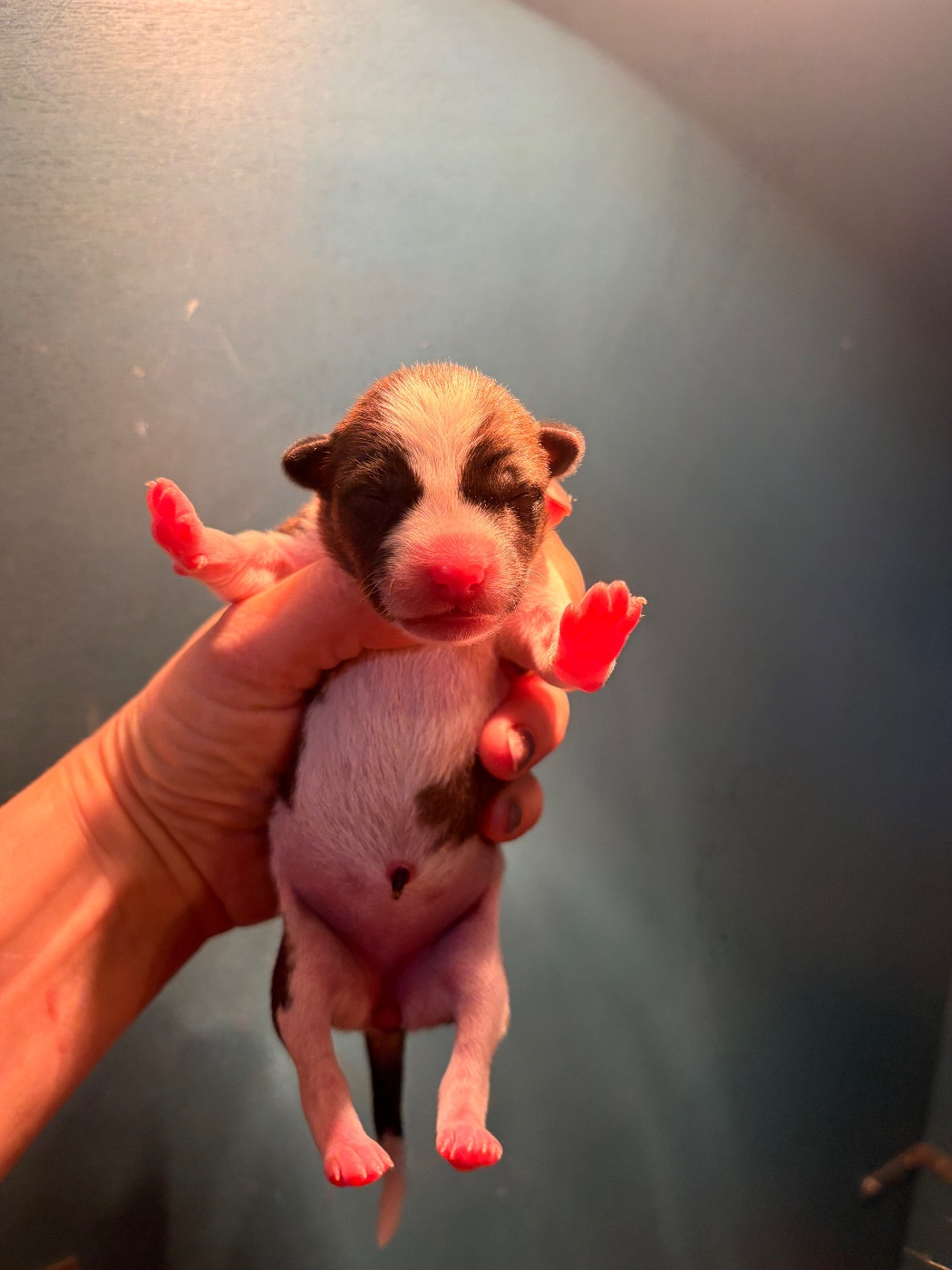 Du Domaine D’Emavina - Chiots disponibles - Basenji