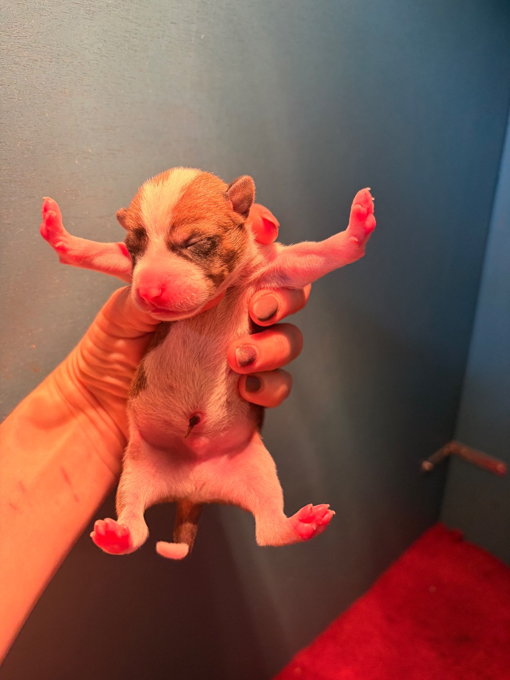 Du Domaine D’Emavina - Chiots disponibles - Basenji