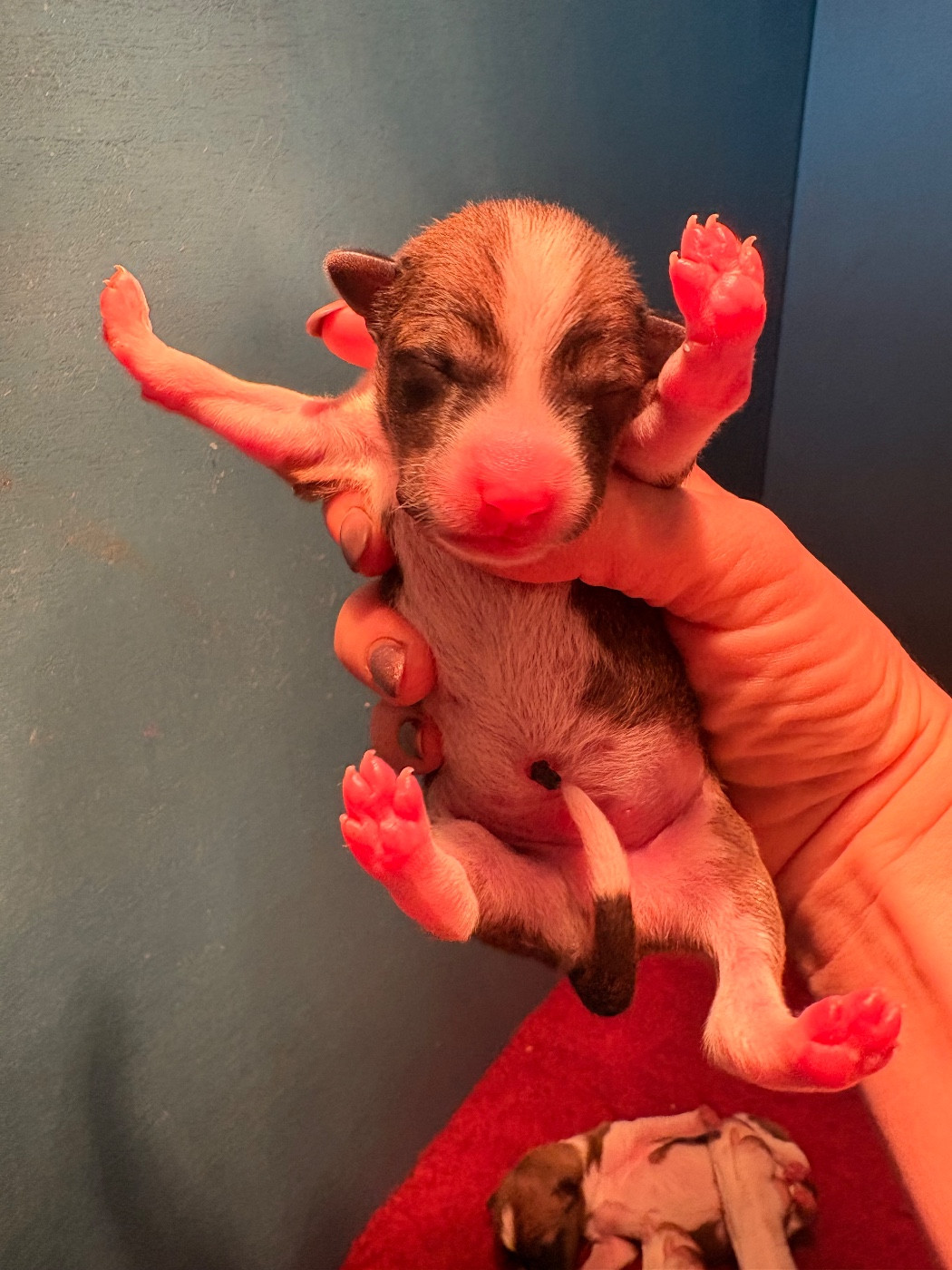 Du Domaine D’Emavina - Chiots disponibles - Basenji