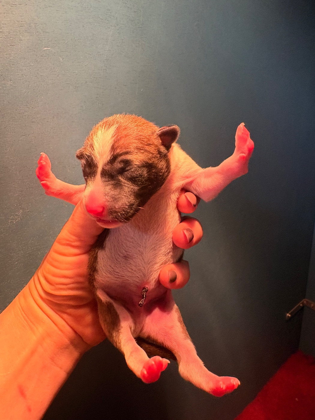 Du Domaine D’Emavina - Chiots disponibles - Basenji