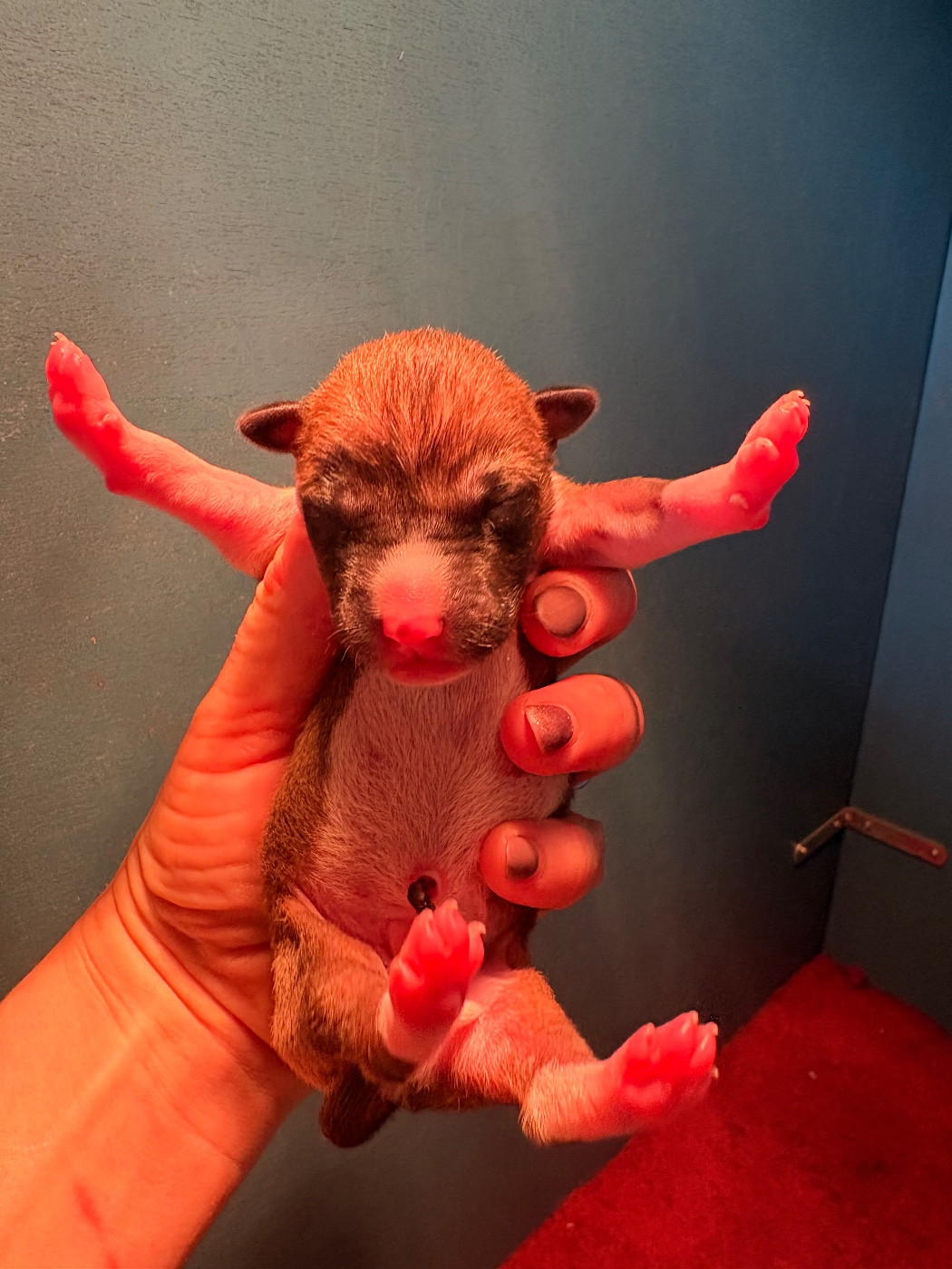 Du Domaine D’Emavina - Chiots disponibles - Basenji