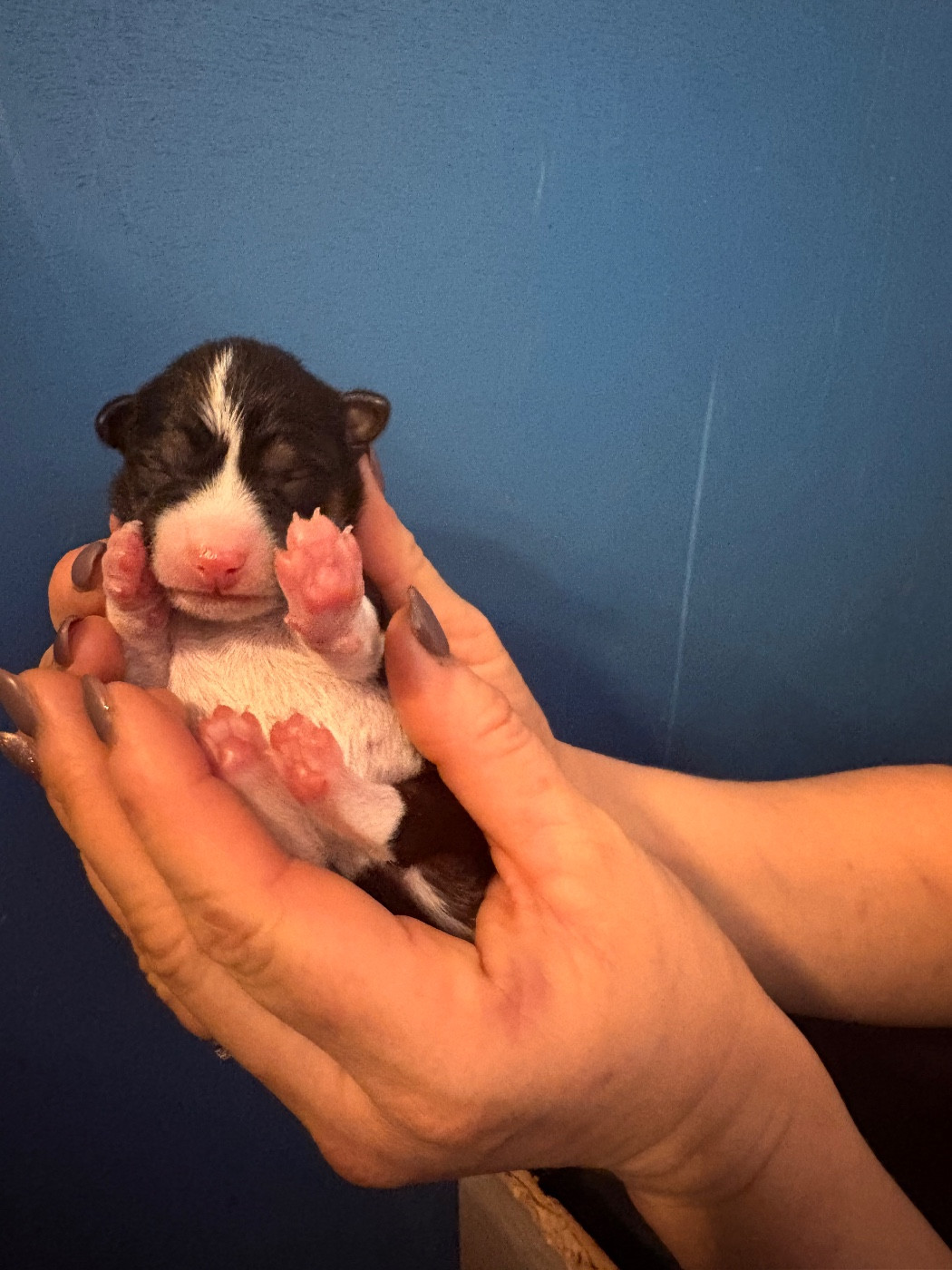 Du Domaine D’Emavina - Chiots disponibles - Basenji