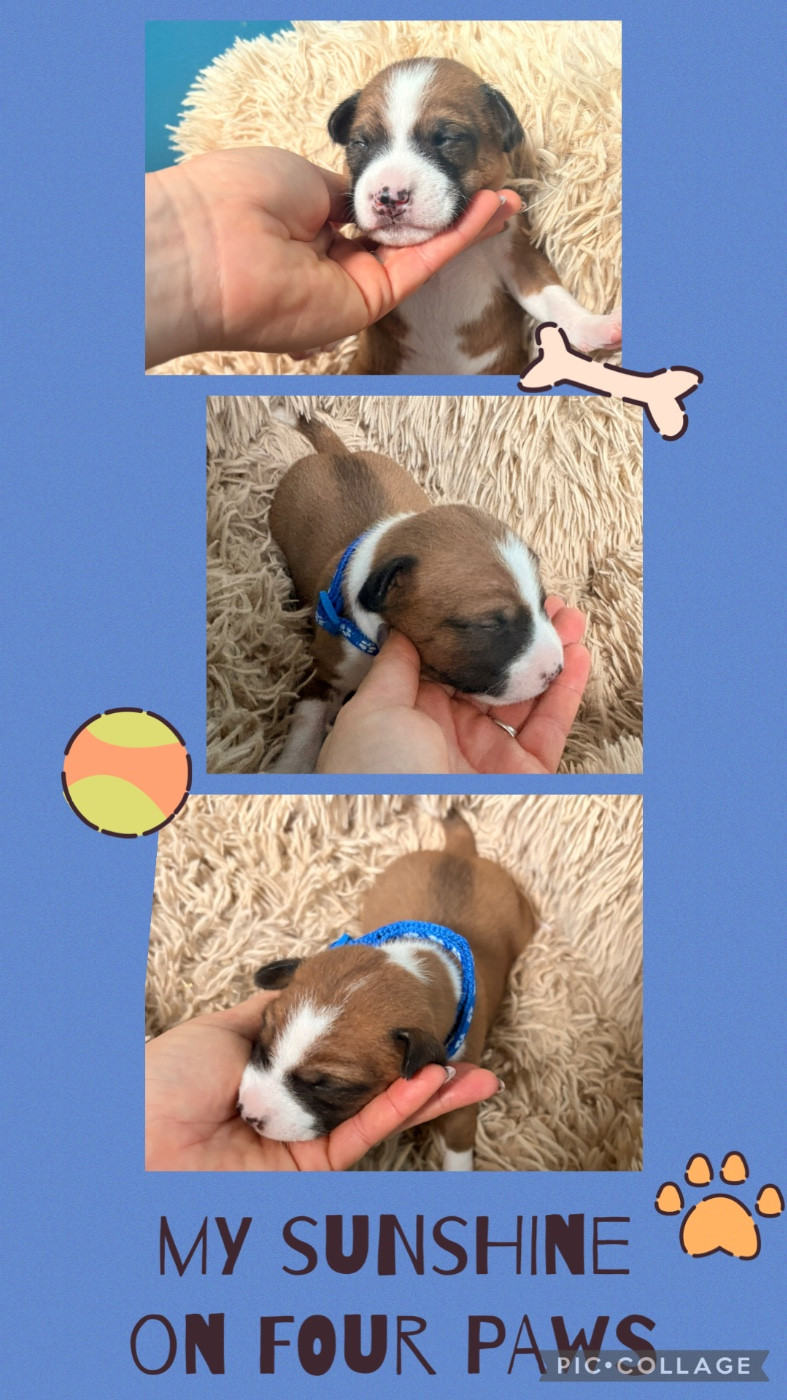 Du Domaine D’Emavina - Chiots disponibles - Basenji