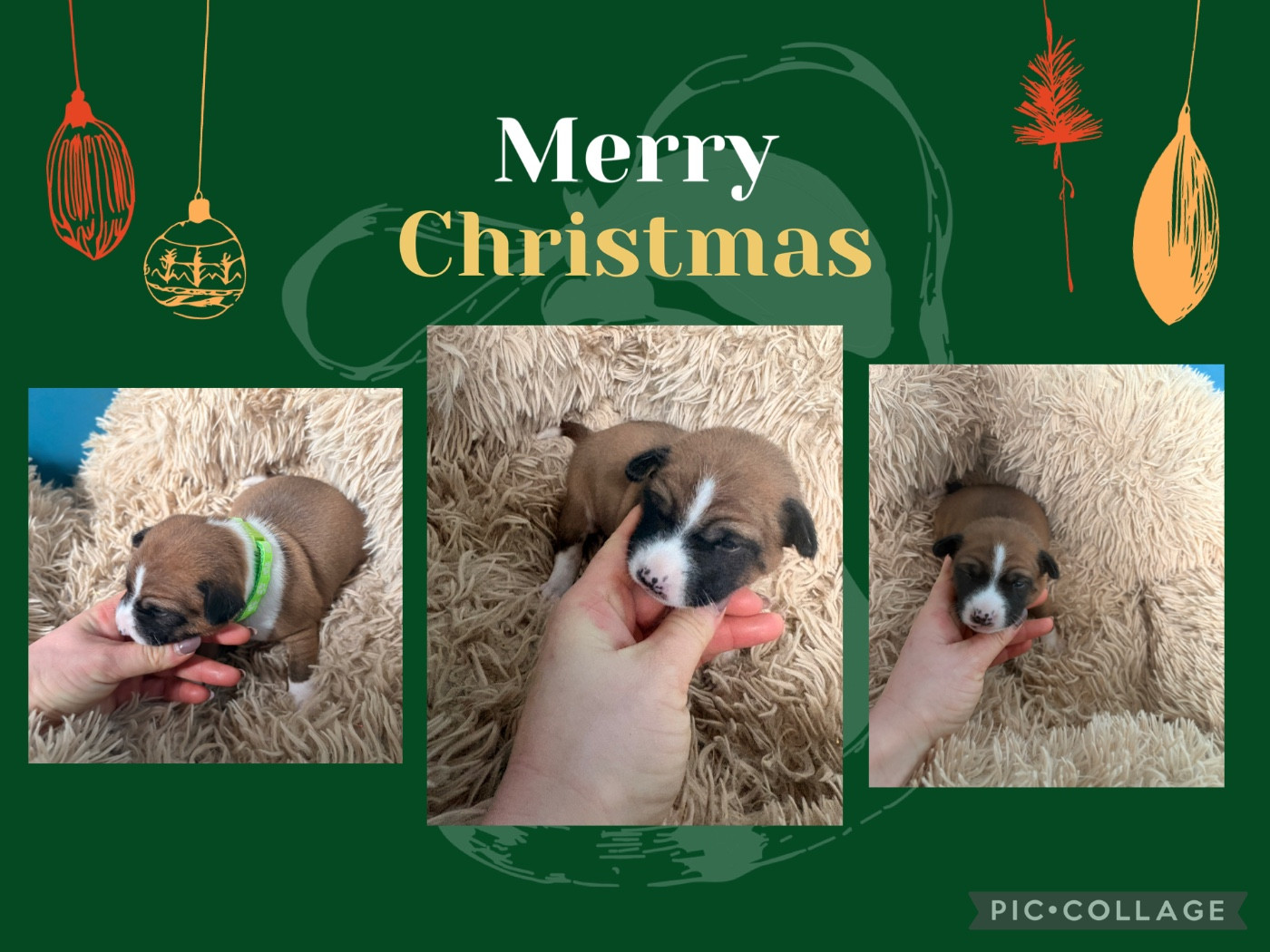 Du Domaine D’Emavina - Chiots disponibles - Basenji