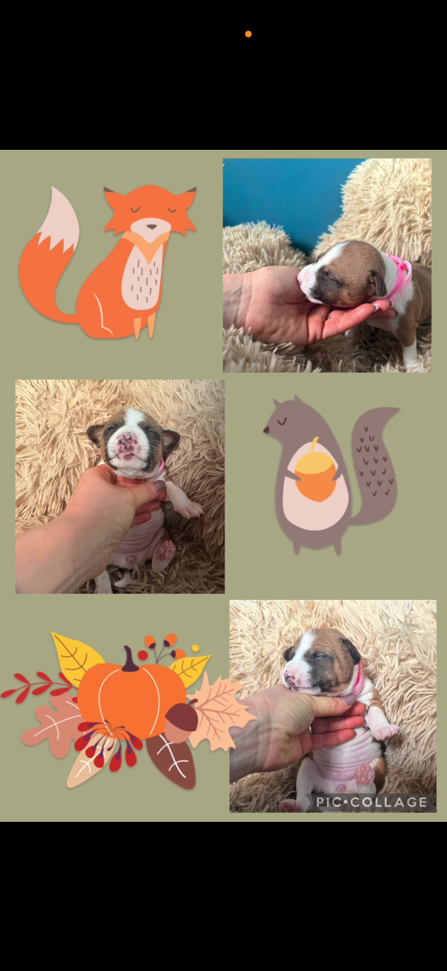 Du Domaine D’Emavina - Chiots disponibles - Basenji