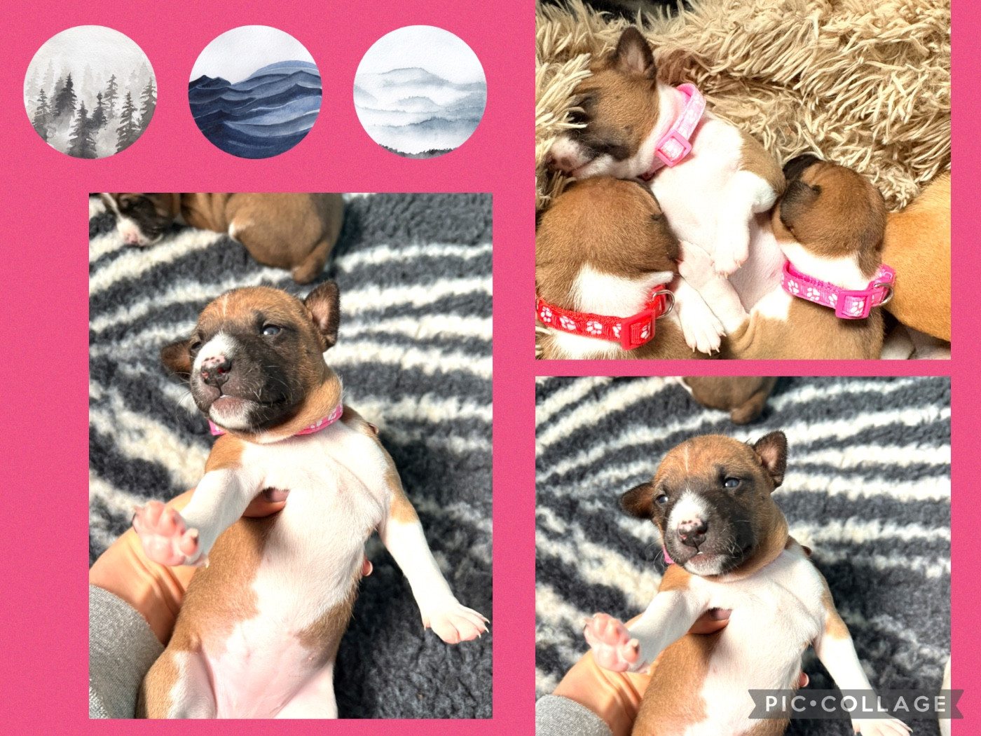 Du Domaine D’Emavina - Chiots disponibles - Basenji