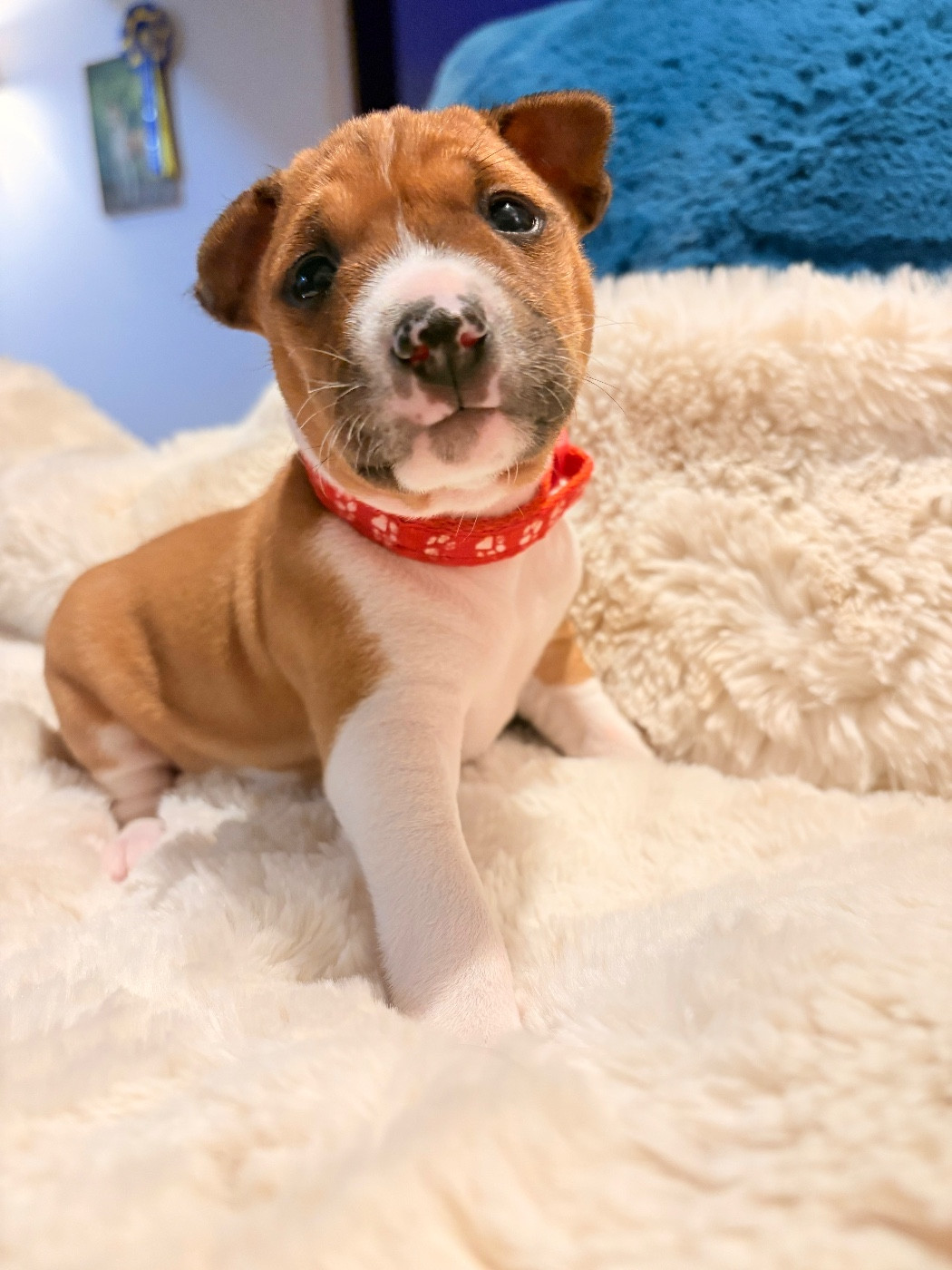 Du Domaine D’Emavina - Chiots disponibles - Basenji