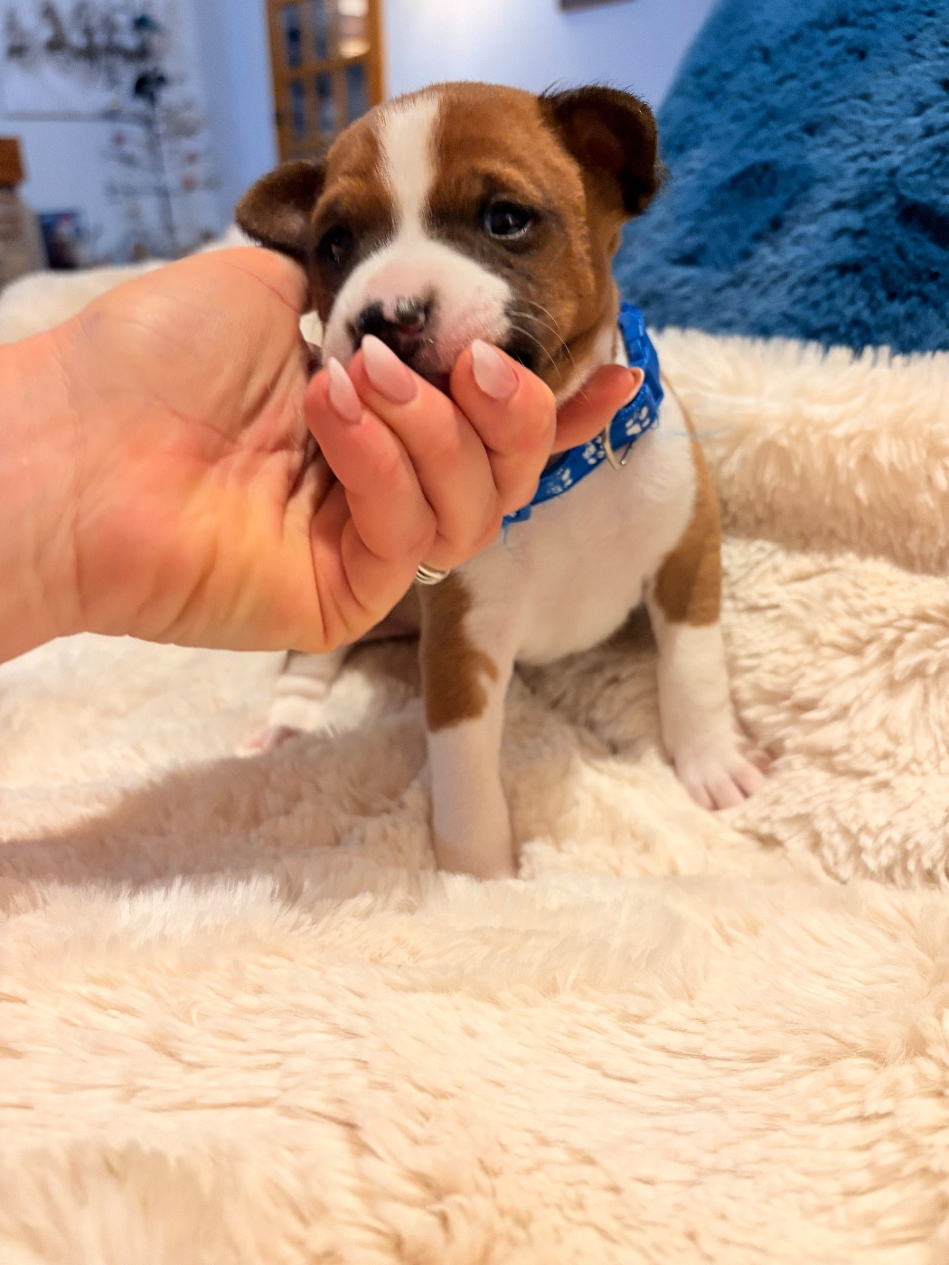 Du Domaine D’Emavina - Chiots disponibles - Basenji