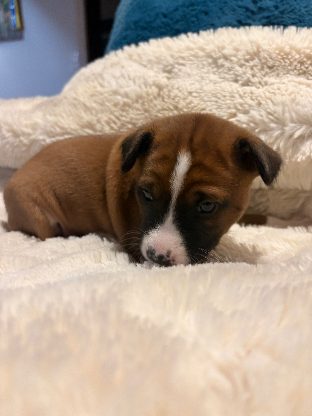 Du Domaine D’Emavina - Chiots disponibles - Basenji