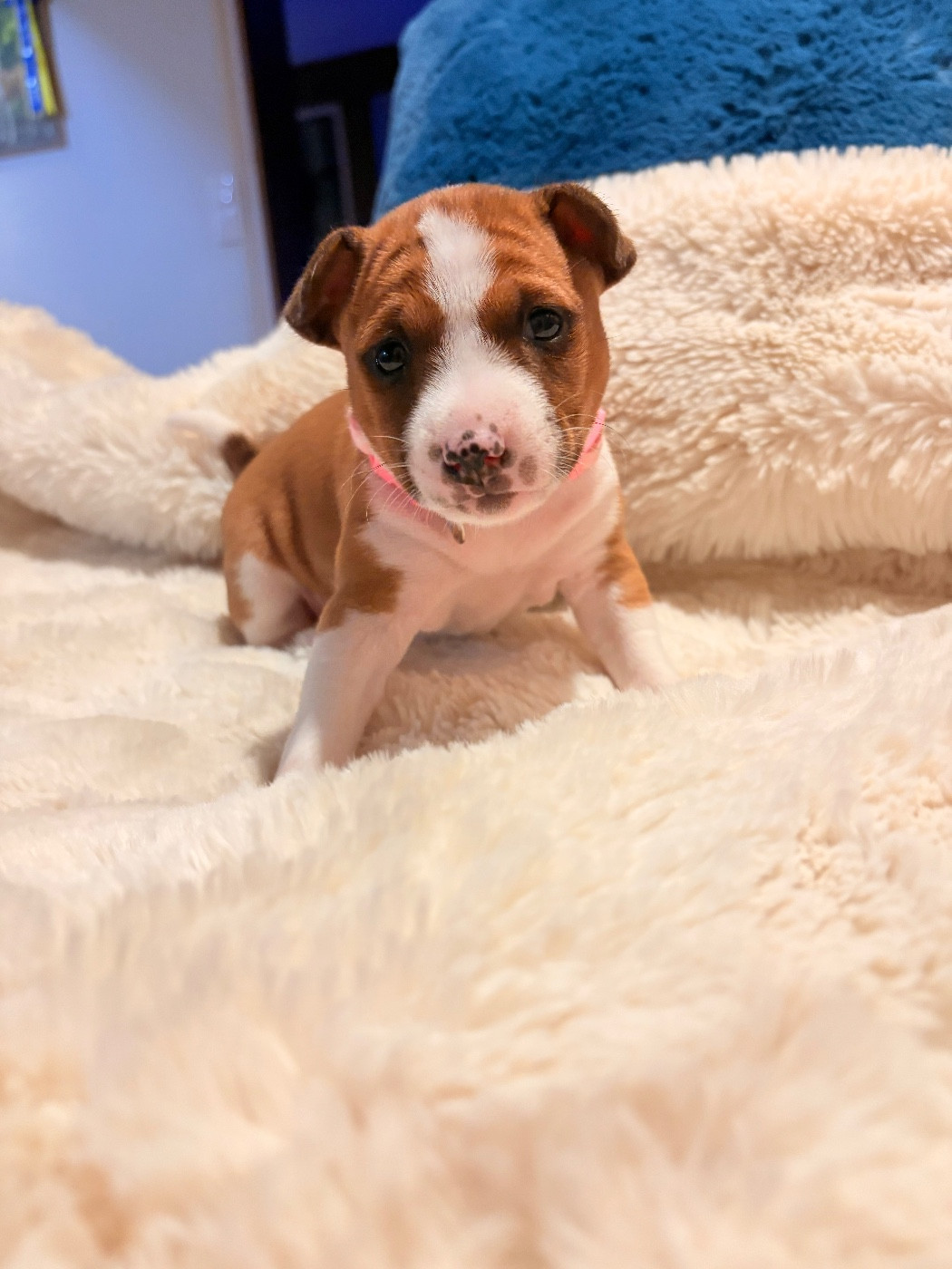 Du Domaine D’Emavina - Chiots disponibles - Basenji