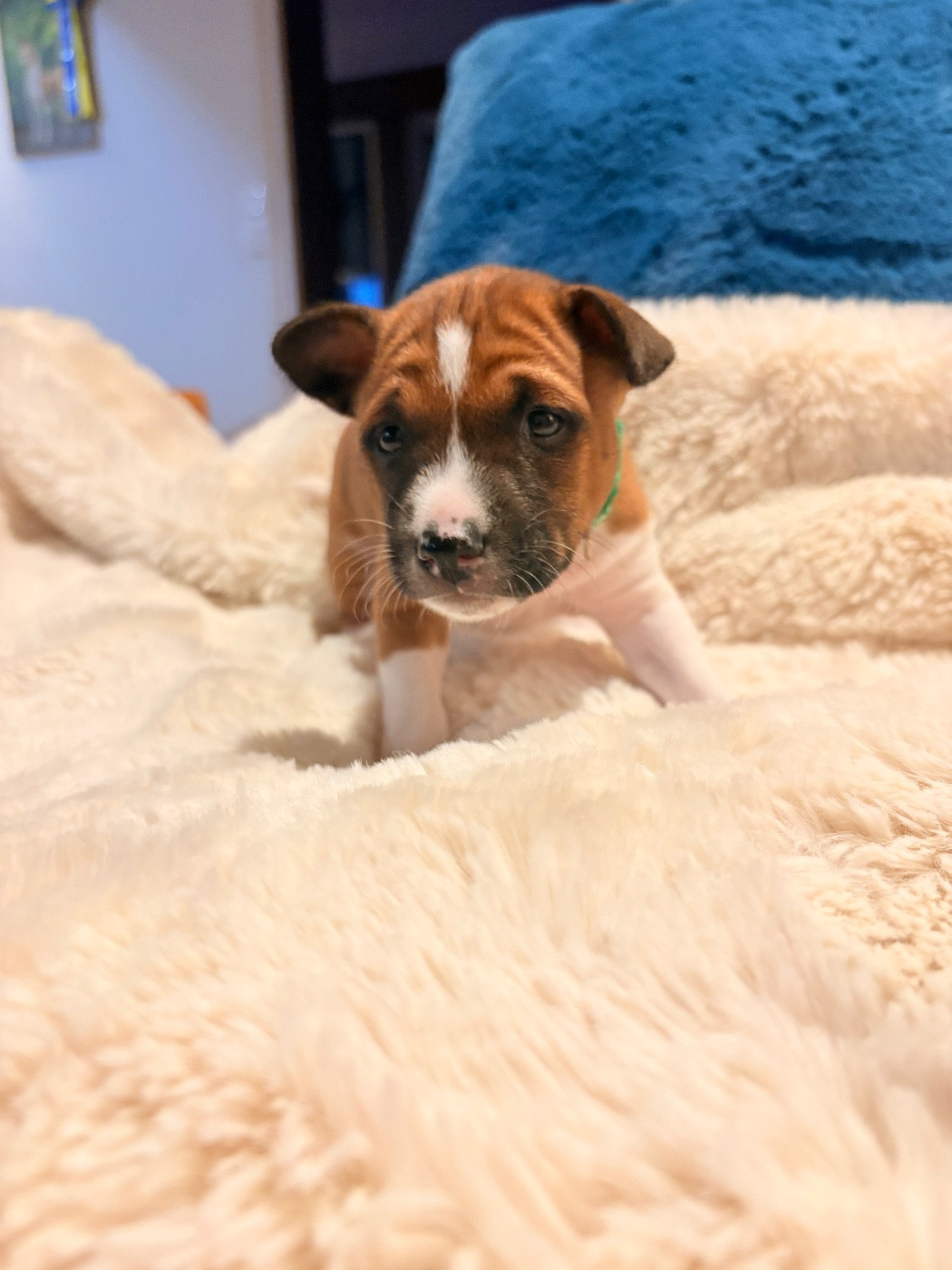 Du Domaine D’Emavina - Chiots disponibles - Basenji