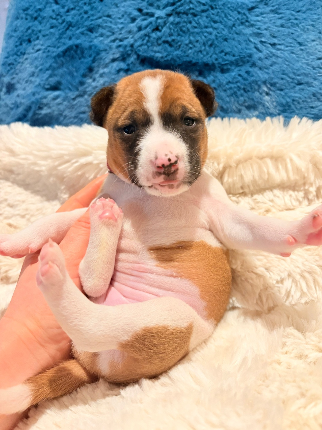 Du Domaine D’Emavina - Chiots disponibles - Basenji