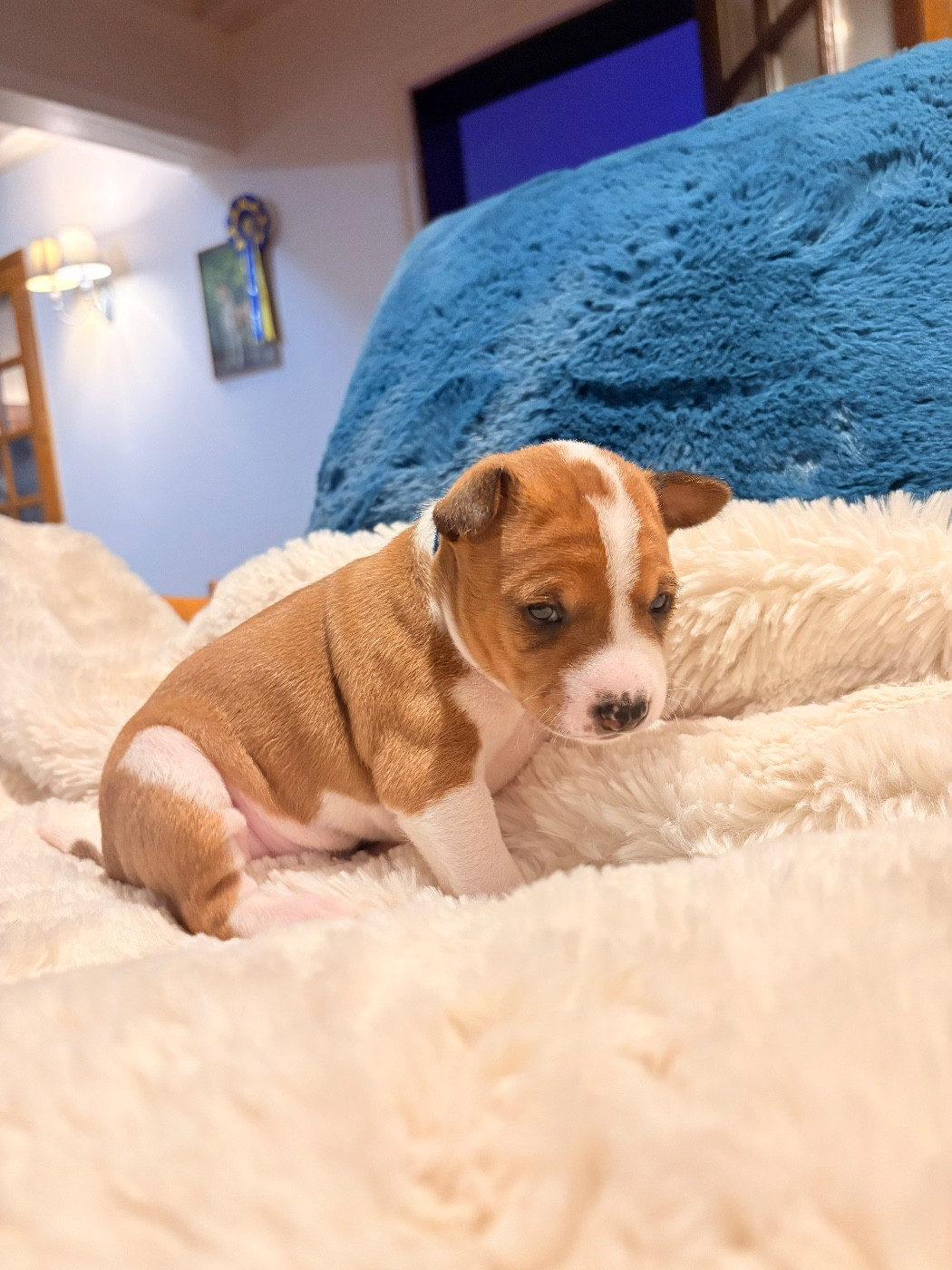 Du Domaine D’Emavina - Chiots disponibles - Basenji