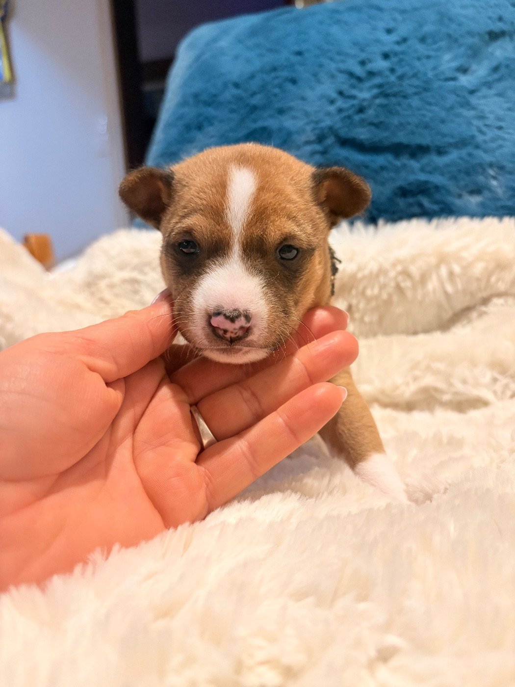 Du Domaine D’Emavina - Chiots disponibles - Basenji