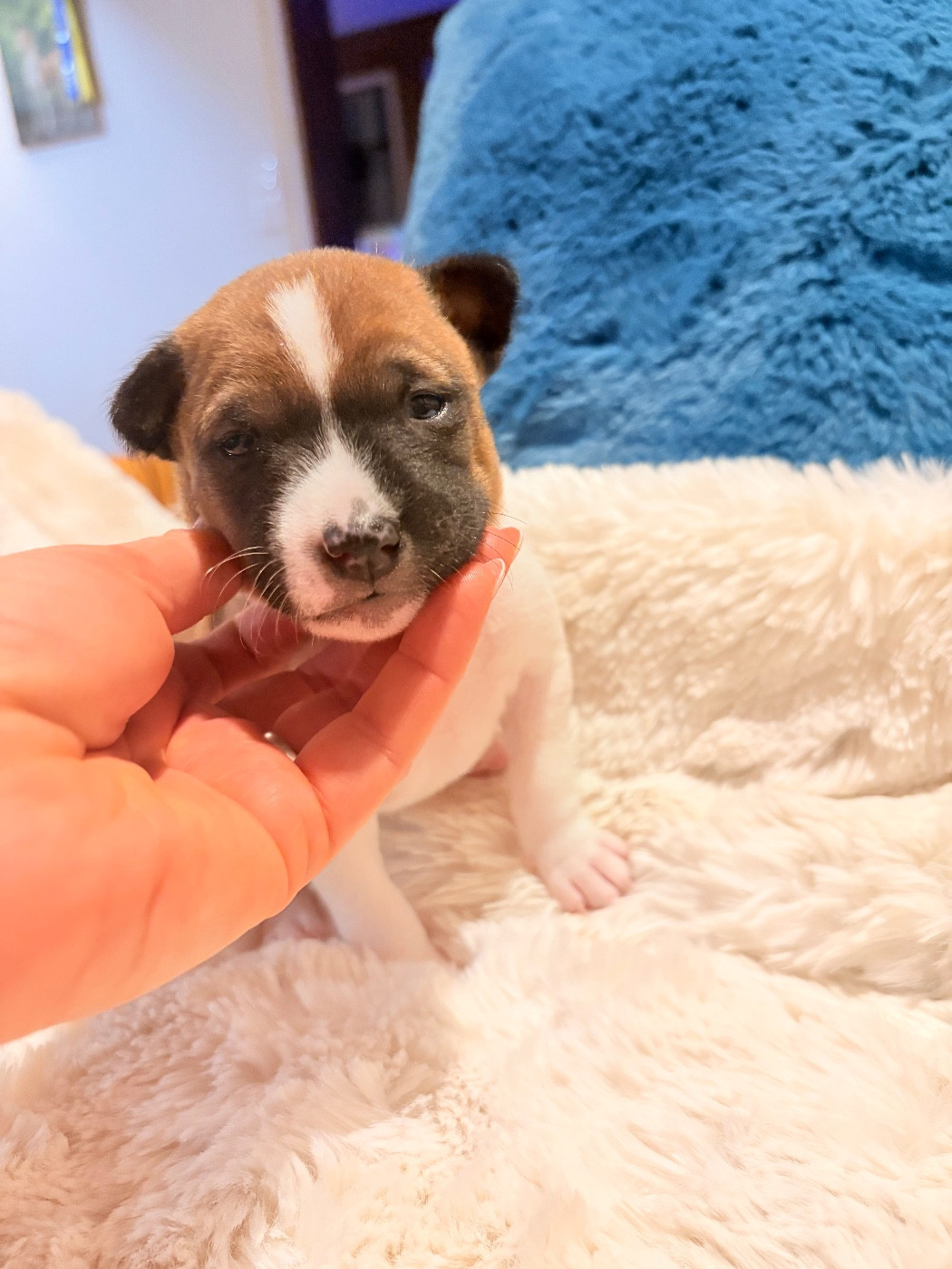 Du Domaine D’Emavina - Chiots disponibles - Basenji