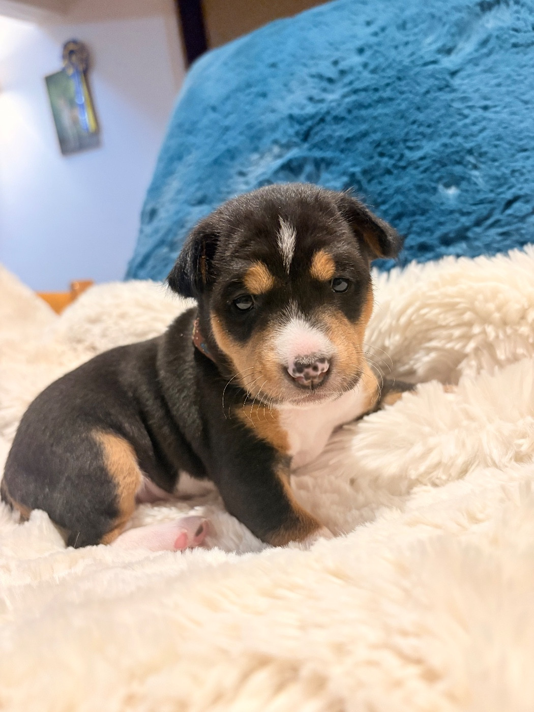 Du Domaine D’Emavina - Chiots disponibles - Basenji