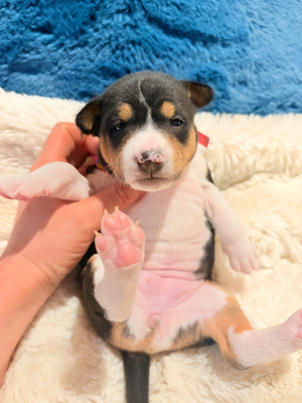 Du Domaine D’Emavina - Chiots disponibles - Basenji