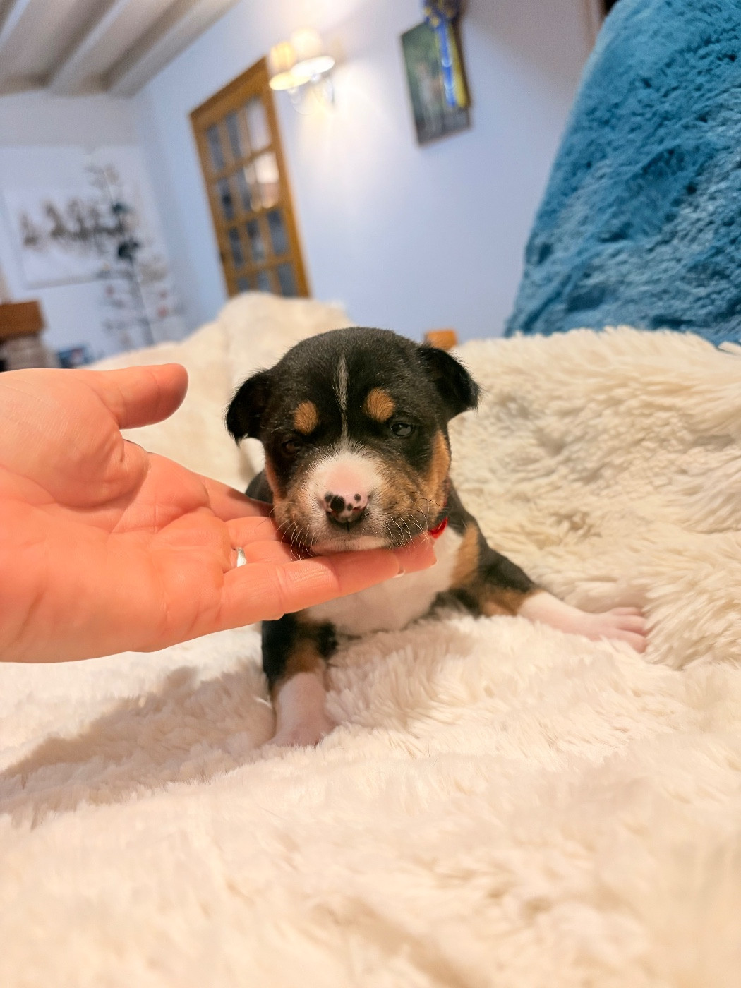 Du Domaine D’Emavina - Chiots disponibles - Basenji