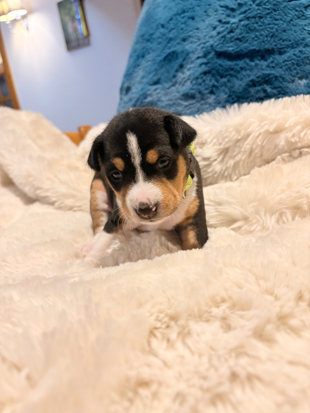 Du Domaine D’Emavina - Chiots disponibles - Basenji