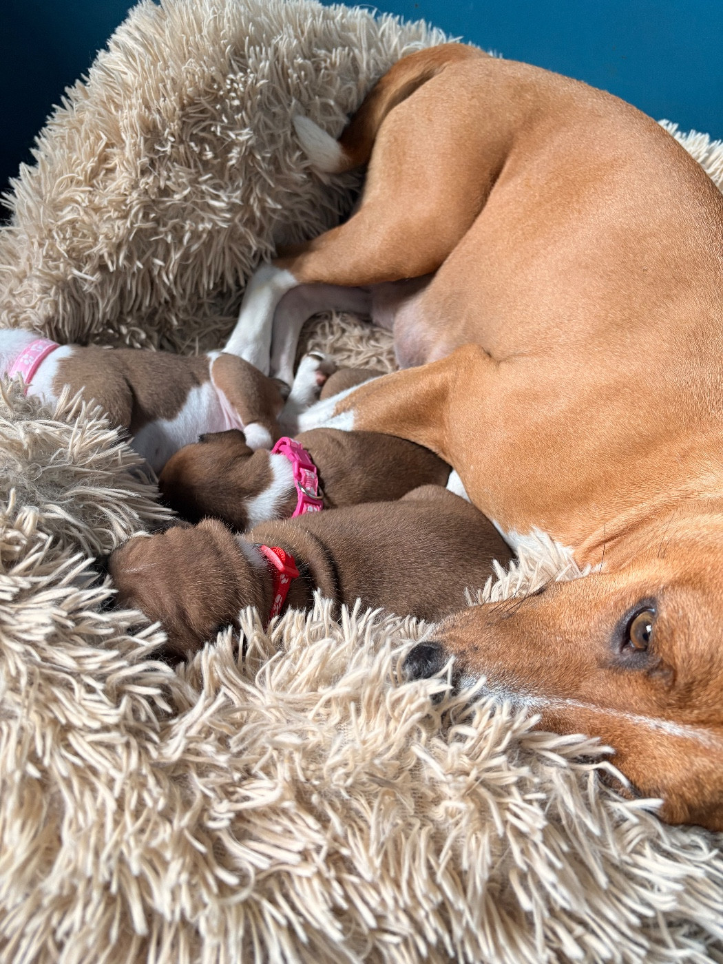 Du Domaine D’Emavina - Basenji - Portée née le 22/11/2025