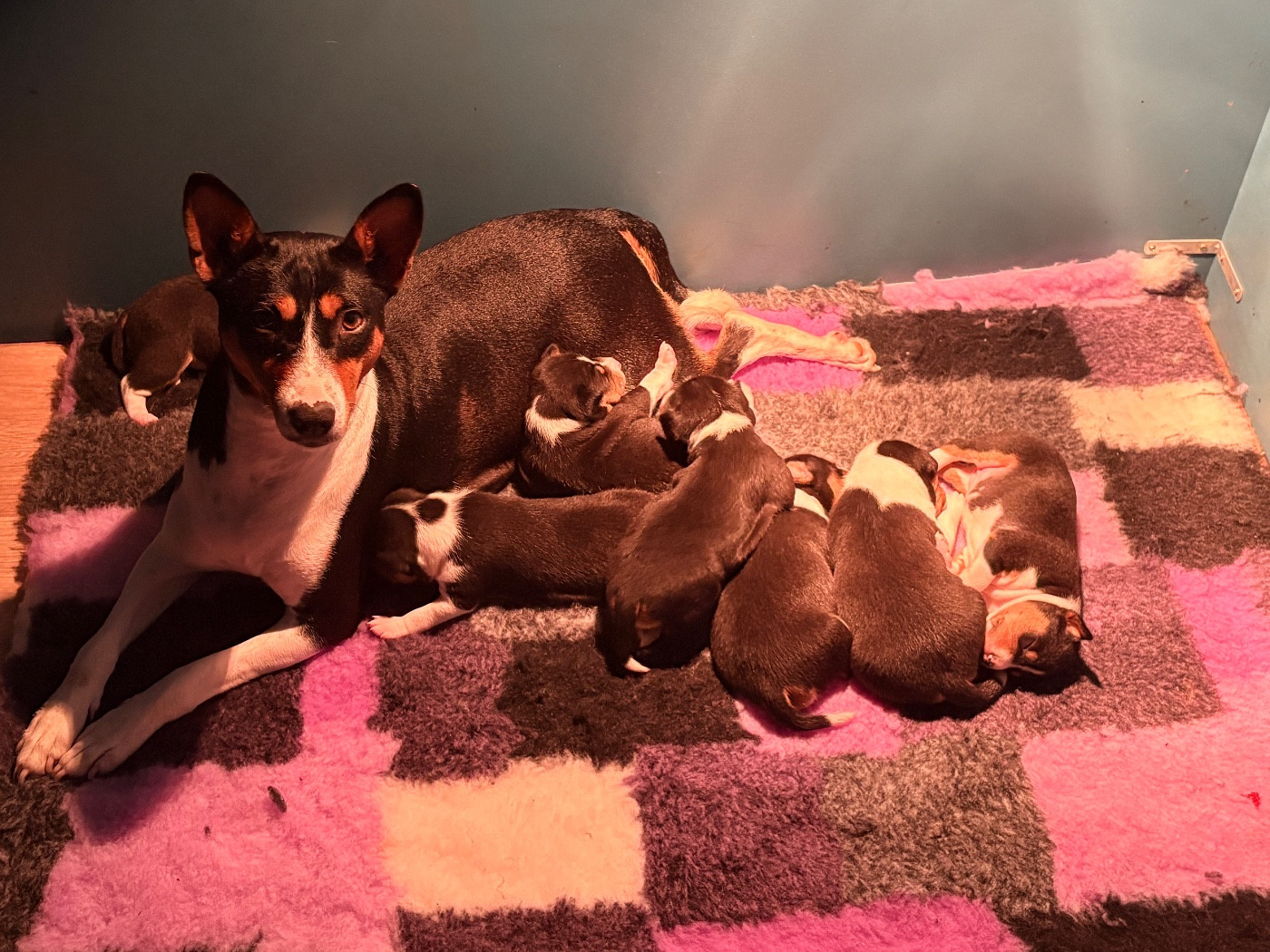 Du Domaine D’Emavina - Basenji - Portée née le 21/11/2025