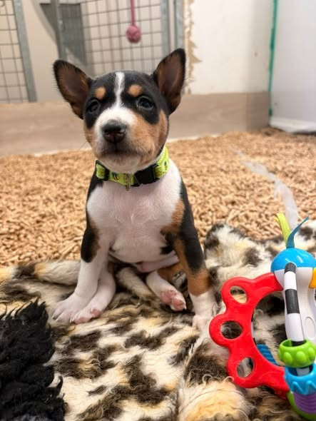 Du Domaine D’Emavina - Chiots disponibles - Basenji