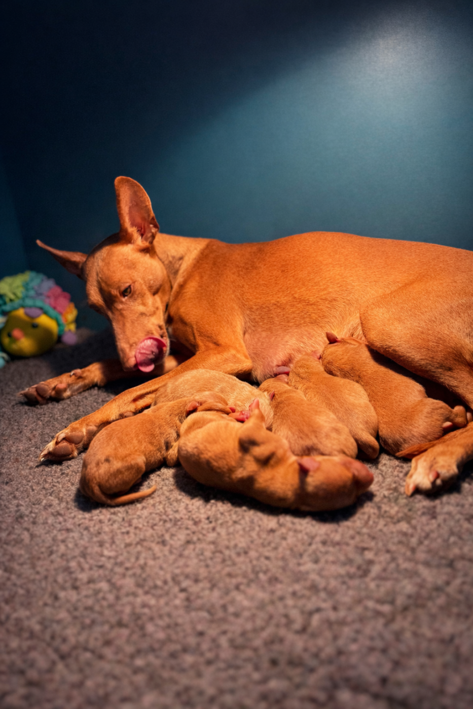 Chiot Cirneco dell-Etna Du Domaine D’Emavina