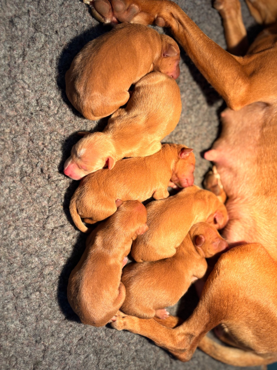 Du Domaine D’Emavina - Chiots disponibles - Cirneco dell-Etna