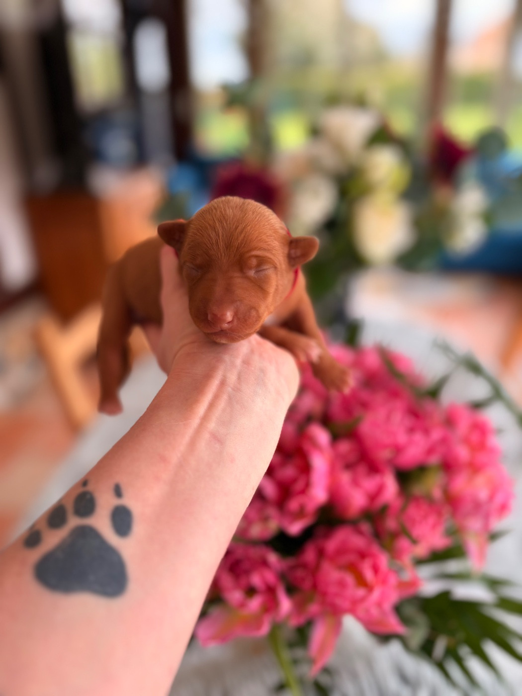 Du Domaine D’Emavina - Chiots disponibles - Cirneco dell-Etna