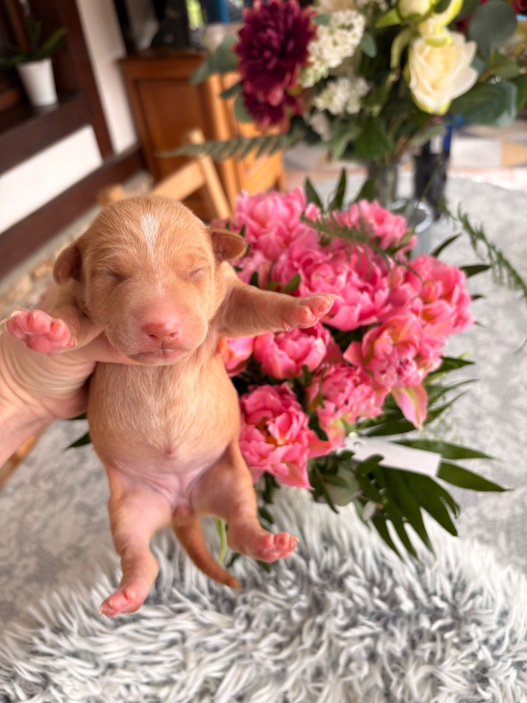 Du Domaine D’Emavina - Chiots disponibles - Cirneco dell-Etna