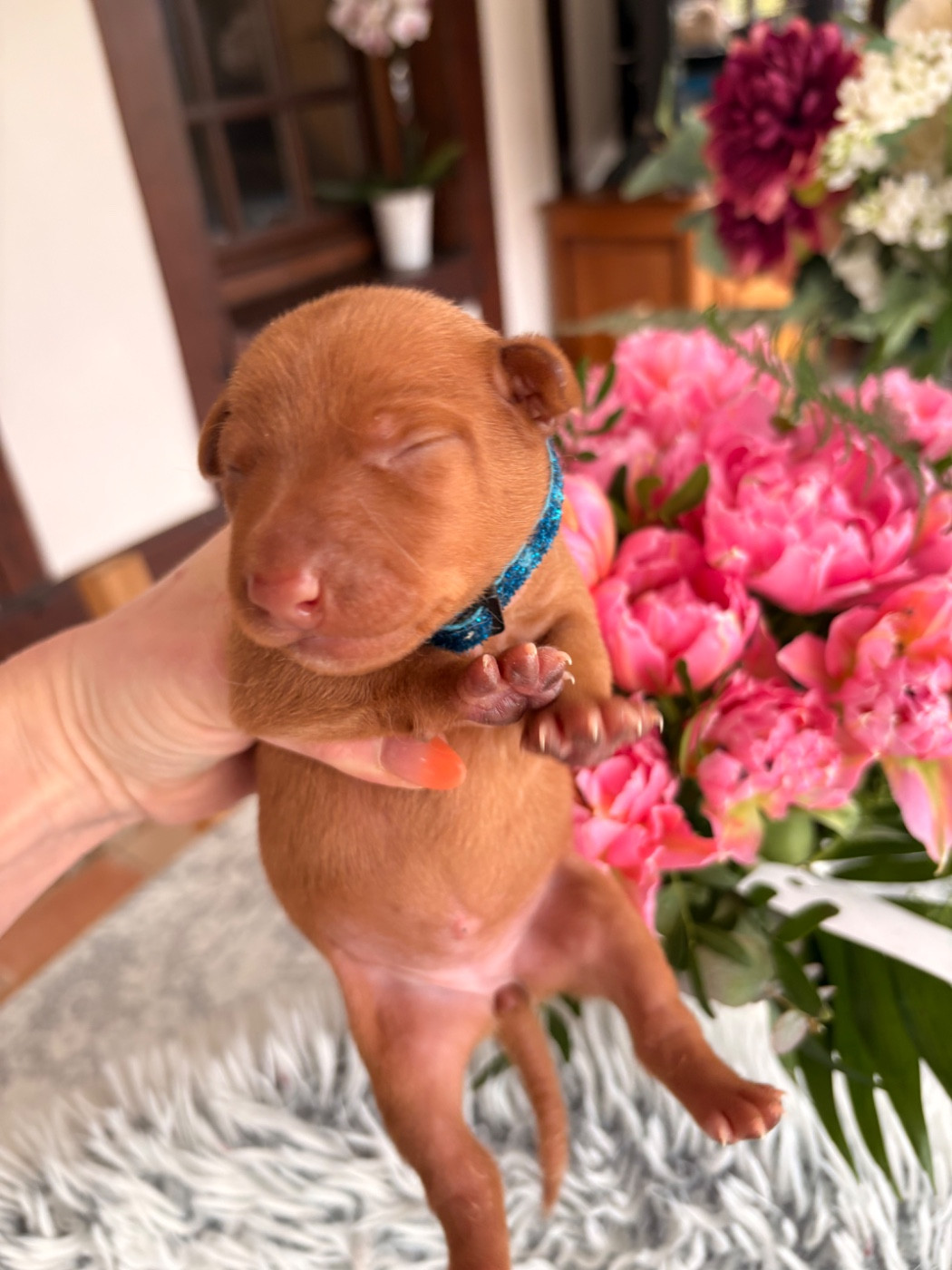 Du Domaine D’Emavina - Chiots disponibles - Cirneco dell-Etna