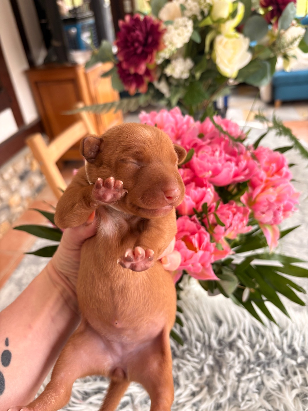 Du Domaine D’Emavina - Chiots disponibles - Cirneco dell-Etna