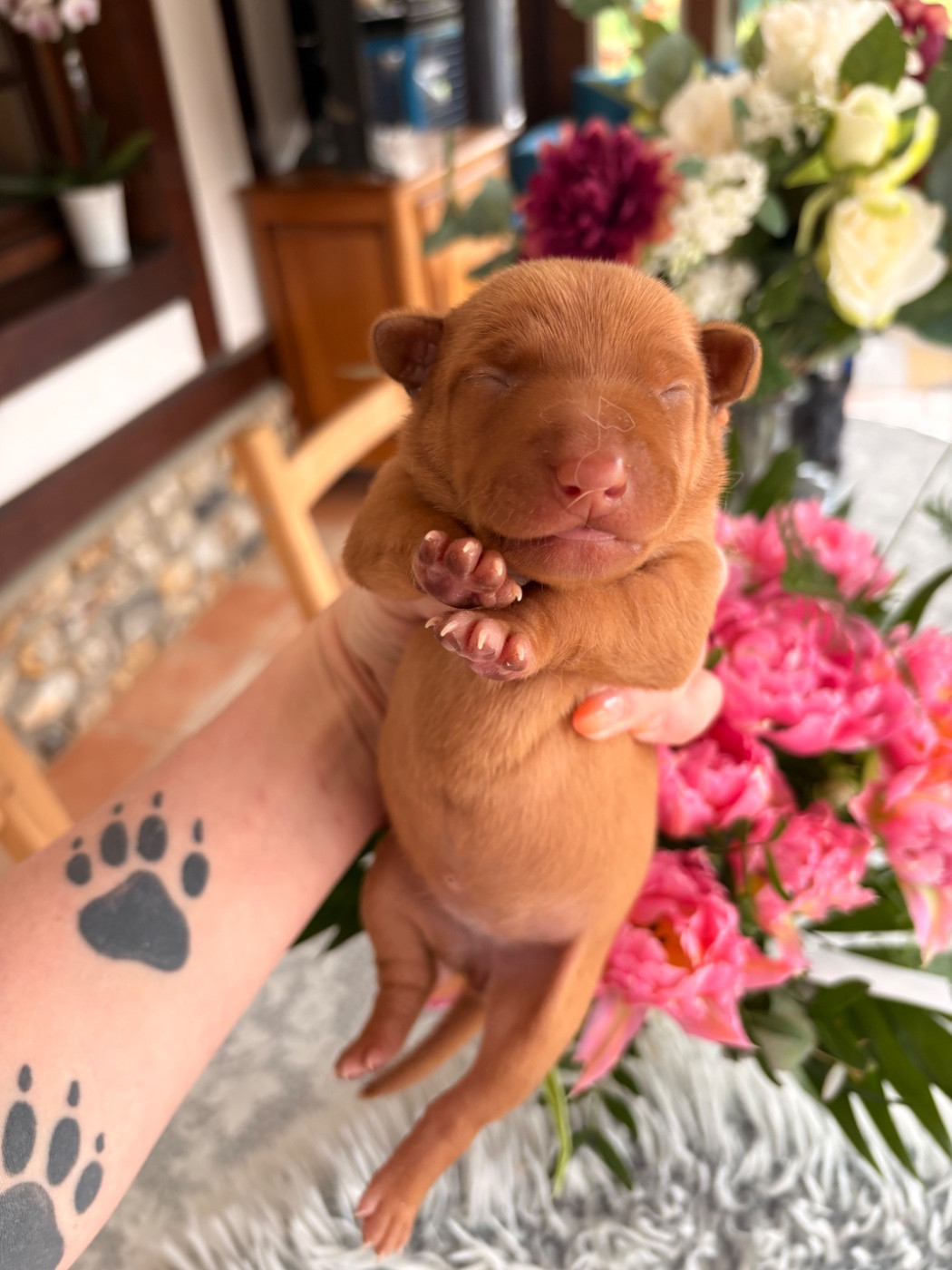 Du Domaine D’Emavina - Chiots disponibles - Cirneco dell-Etna