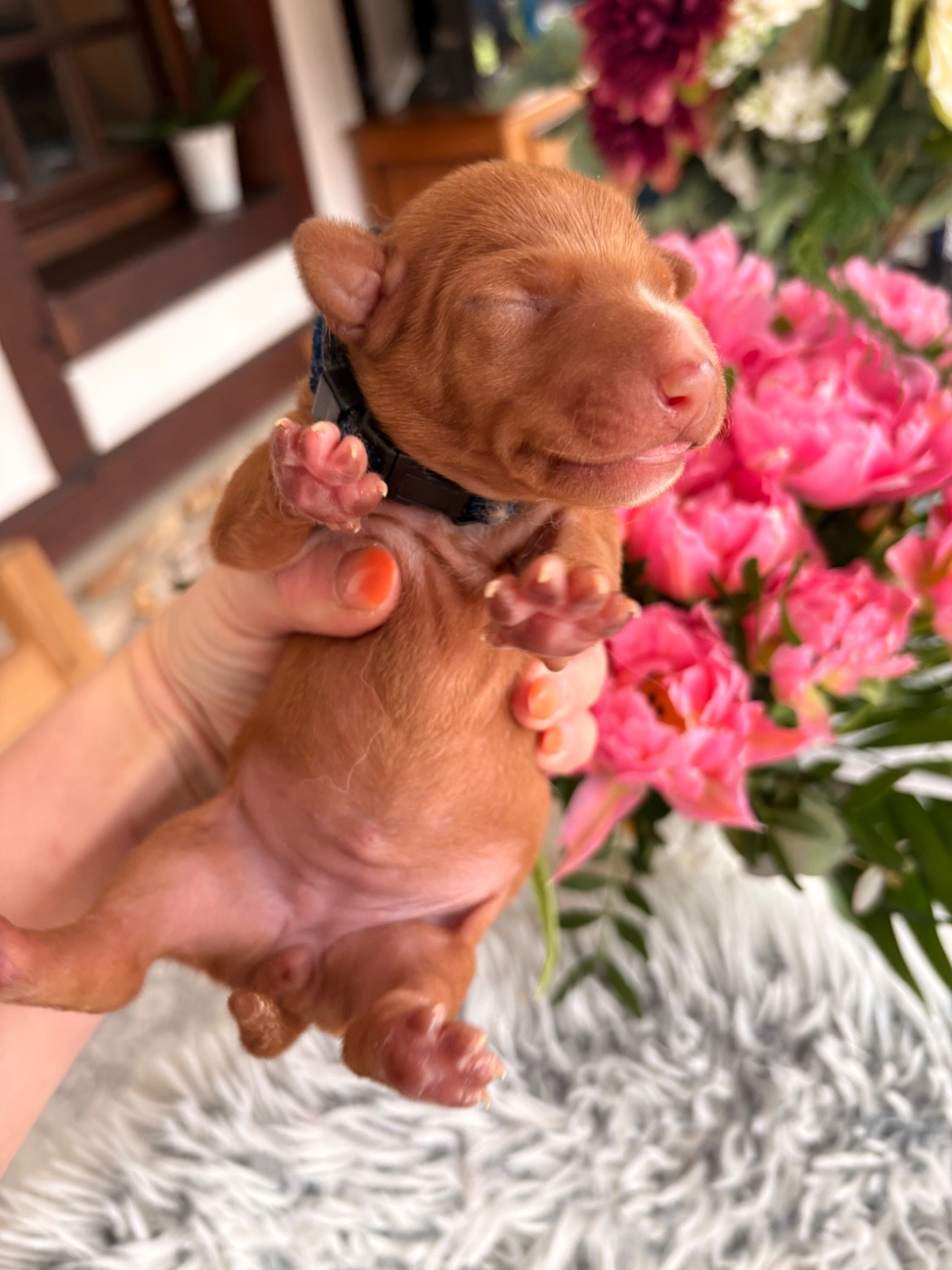 Du Domaine D’Emavina - Chiots disponibles - Cirneco dell-Etna