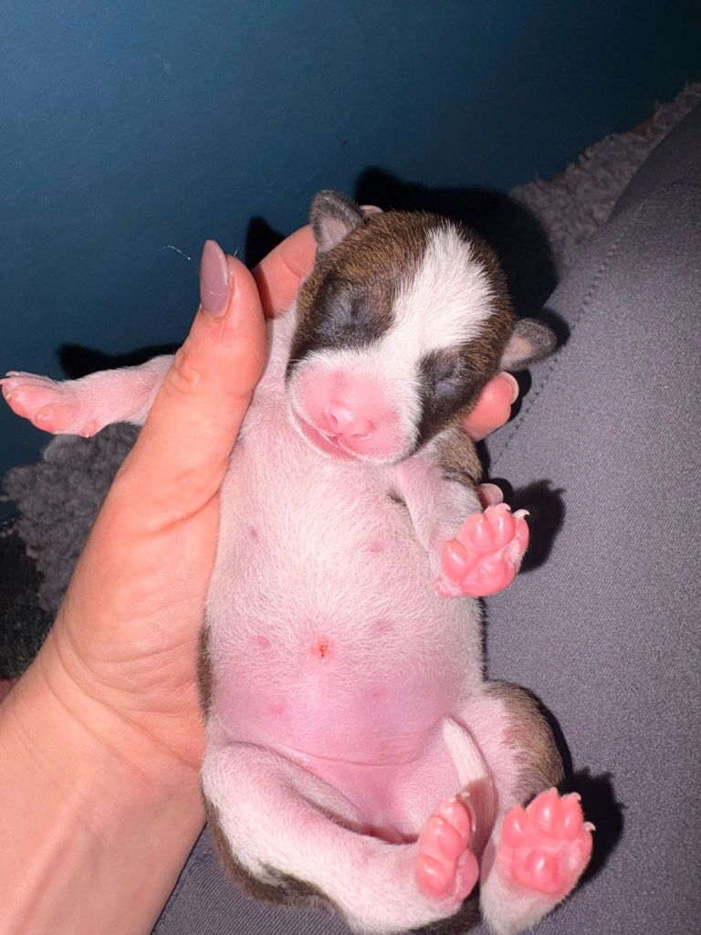 Du Domaine D’Emavina - Chiots disponibles - Basenji