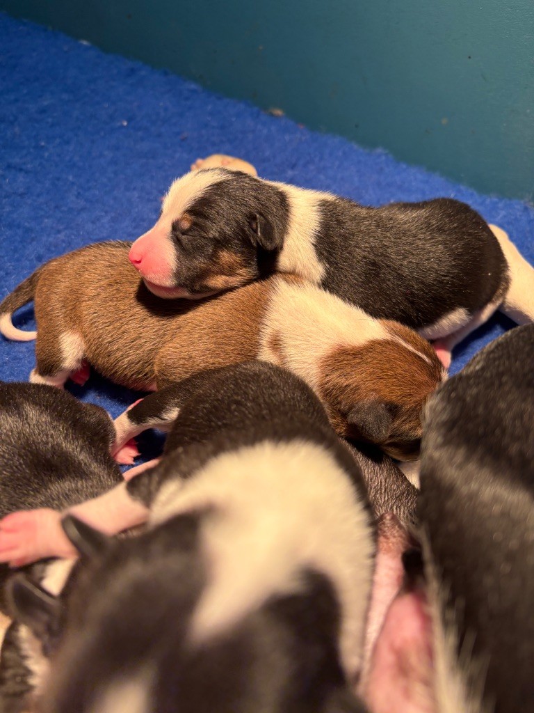 Du Domaine D’Emavina - Chiots disponibles - Basenji